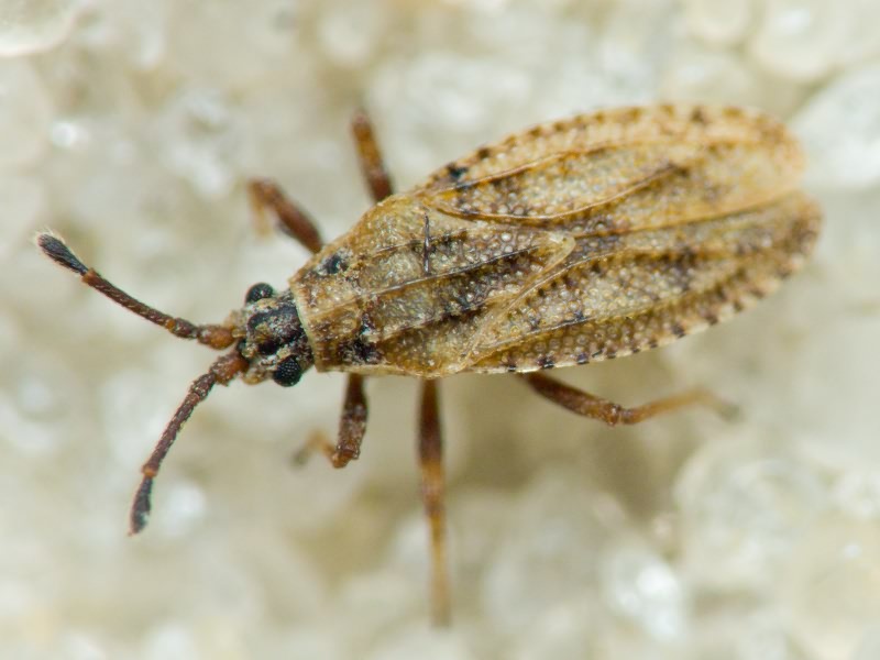 Tingis (Tropidocheila) maculata (Herrich-Schäffer, 1838)